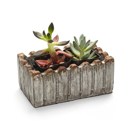 CLAUSTRO 2 in. Live Succulent Gift Set - Two Plants CL2626617